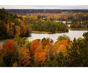 win-a-free-christmas-tree-from-one-of-michigans-national-forests