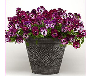 Win-2017-Cool-Wave-Pansy-Spring-Giveaway