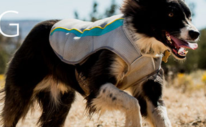 Win Summer Dog Jacket Giveaway