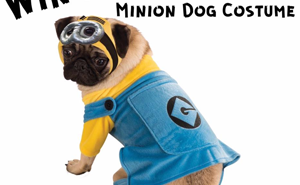 Win a Despicable Me minion dog costume